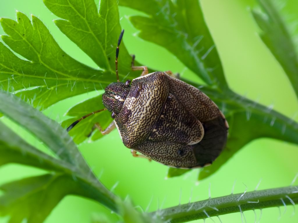 Rubiconia intermedia (Wolff, 1811)